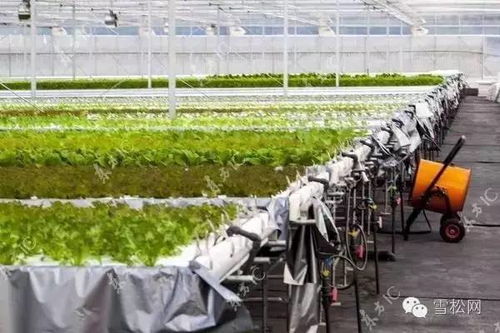 物聯網技術賦能智慧農業 植物工廠的全鏈條應用服務